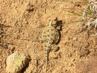 Well Camouflaged Horny Toad